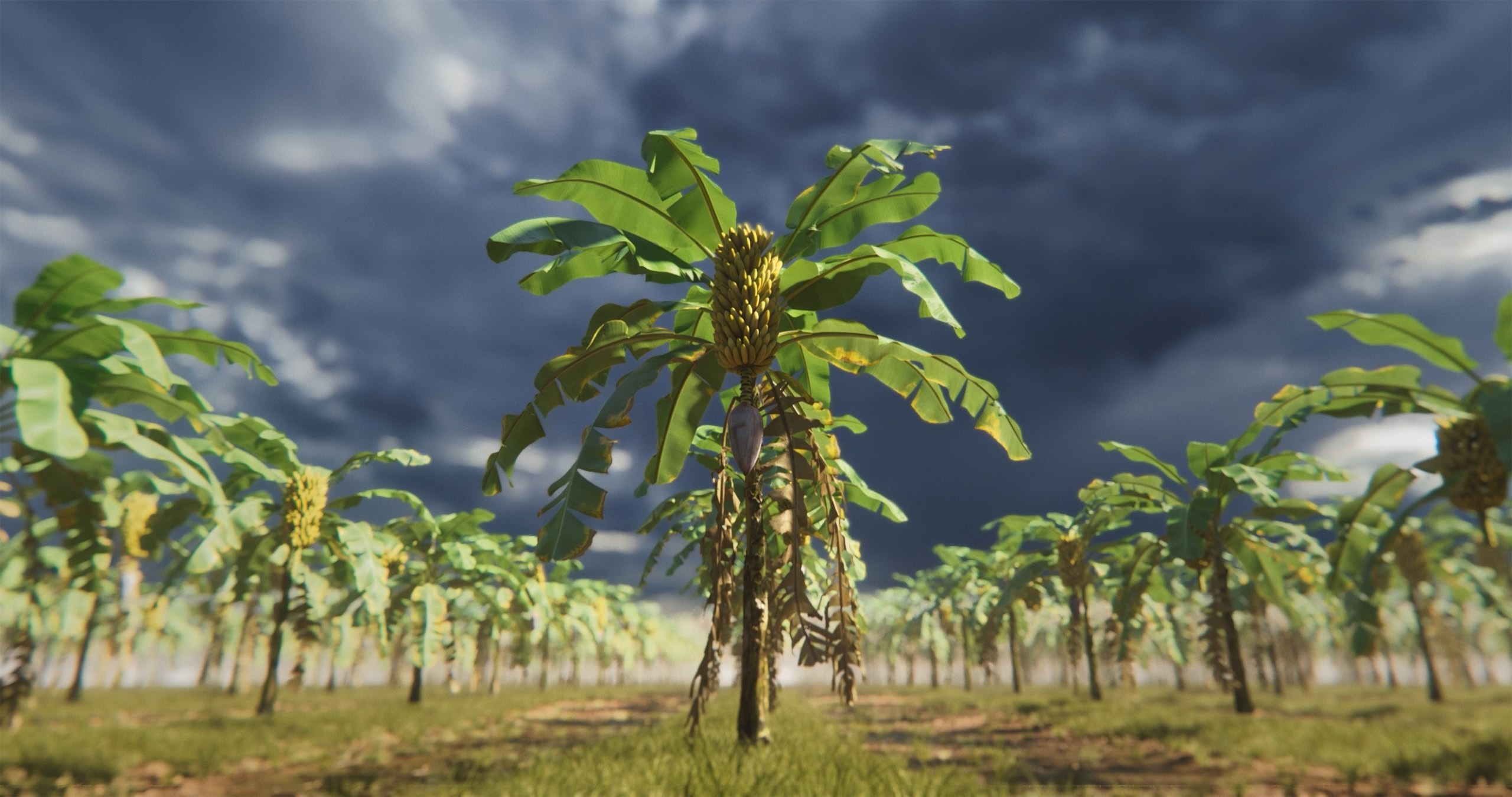 This 3d animation shows a field of banana plants on the backdrop of a dark sky.jpg